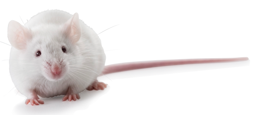 albino mouse pet