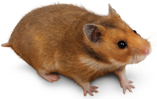 the syrian hamster